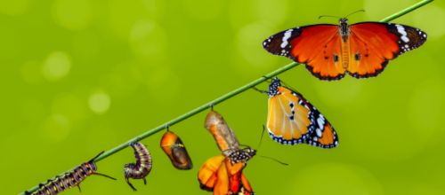 from caterpillar to butterfly